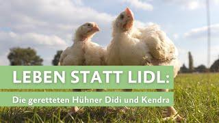 LIDL Discounter und Tierleid - Die geretteten Hühner Didi und Kendra