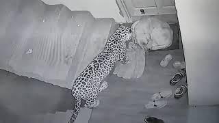 Leopard attacks neighbouror dog at my Home.Shanan,Sanjauli, Shimla (Original )