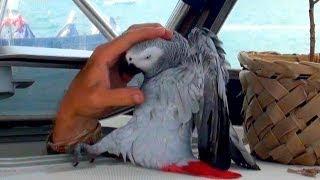 Meet Our Grey Parrot "Lucky" 