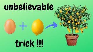 Anleitung, wie man Zitronenbäume züchtet 