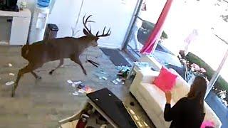 Deer crash into hair salon - 1073877