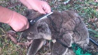 Wozu braucht man eigenltich Zäune ?? Koala-Bärchen in Not 