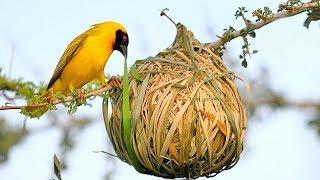 Architekten aufgepasst - Vögel sind Weltmeister im Nestbau