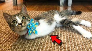 Man raised tiny kitten with only two legs!  Now he runs and jumps like crazy