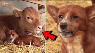 Dog Crying After Separating From Cow That Raised Him When He Was A Puppy