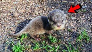 Rescued Baby Otter Was Raised by Dogs! Now Their Friendship Is Shocking