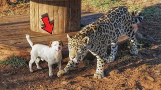 Jaguar grew up with a dog in the same zoo, now their friendship is shocking