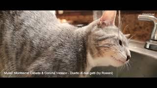 Aus Protest gegen Videolöschung: Mein erstes Katzenvideo!