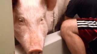 Schweine sind reinlich, sensibel, klug, brav, verspielt...schaut selbst "Badetag" bei Hausschwein Es
