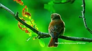 Mudik-Video - Wundervolle Natur - Artenvielfalt in völliger Symbiose