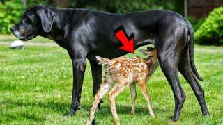 Dog Found Abandoned Baby Fawn And Raised Him As His Own Puppy