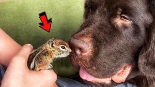 Dog adopted an orphan baby chipmunk and became a real mother for him
