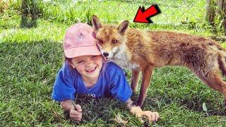 Rescued baby fox raised by a little girl became her best friend