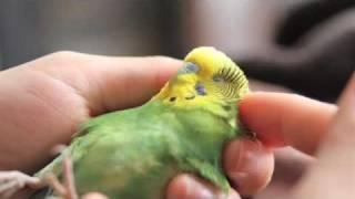 Boo, our courageous injured pet parakeet