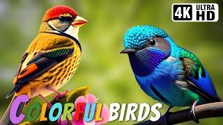 Die Arten- und Farbenpracht in der Vogelwelt