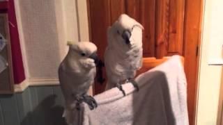 cockatoo loves elvis