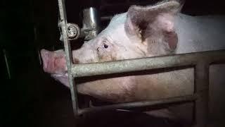 Nutztierhaltung im "wertebasierten Westen" - Schweinealltag im Originalton