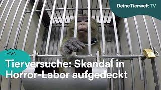 Tierversuche in Horror-Labor aufgedeckt