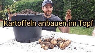 Kartoffeln anbauen Topf Kartoffeln im Topf pflanzen Kartoffel Anbau im Topf Kübel gekeimte Kartoffel