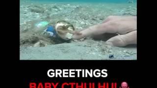 "God Father & Son" ☺ baby octopus says hi - hand shake