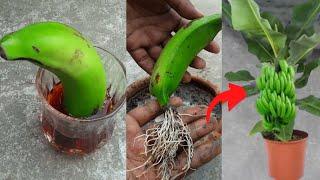 Grow banana tree from banana ????????????