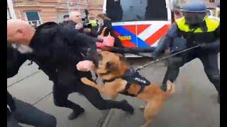 Neue Stufe von Polizei-Brutalität: Beamte hetzen in Amsterdam Hunde ohne Maulkorb auf Demonstranten