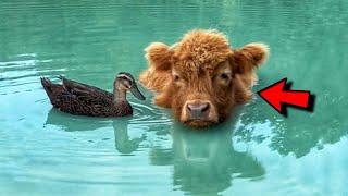 Cow And Duck Grew Up Together! Now Cow Likes To Swim And Looks More Like A Duck