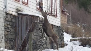 Stag Visits Old Woman's House Every Day