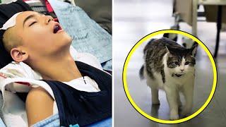 Katze sah den Tod von Patienten voraus - eine wahre Geschichte