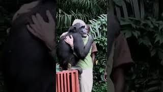 Zurück in die Heimat - in die Freiheit - Schimpansin bedankt sich