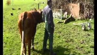 Landwirt Deschlers Tiere fühlen sich wohl auf dem Hof - Wake News Radio/TV