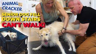 Gehbehinderter Hund kann wieder laufen - Chiropraktik