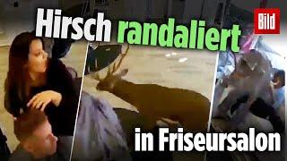 Hirsch randadliert in Friseursalon