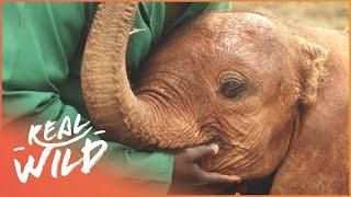 Orphaned Baby Elephant Grows Up With The Best Human Friends | Real Wild