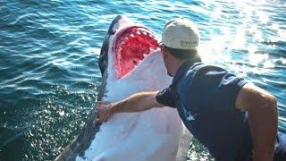 Fischer rettete den Weißen Hai - Er hätte nicht gedacht wie dieser ihm danken würde