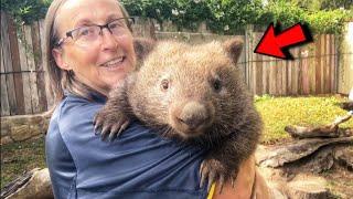 Woman adopted orphaned baby wombat and raised him as her own child