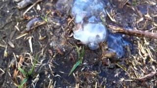 Biomasse aus dem Weltall ?Star Jelly found on Dartmoor (6/11/2010)