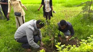 An nur einem Tag: Äthiopien pflanzt 350 Millionen Bäume
