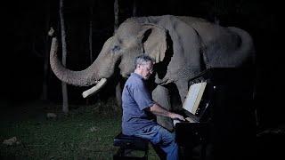 Musik verbindet - Elefant genießt das Klavierspiel - Mondscheinsonate von Beethoven