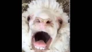 Ein Schaf auf dem Rücken liegend hat ein total lustiges Gesicht