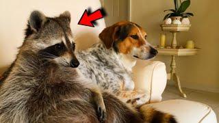 Baby raccoon that fell from a tree, grew up with a dog and thinks he is a dog