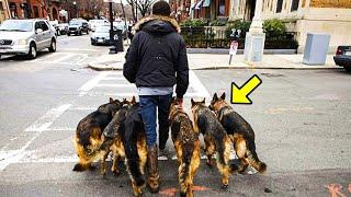 Mann geht täglich mit Hunden spazieren, bis die Leute ein unglaubliches Geheimnis bemerken