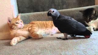 African Grey and Cat best friends