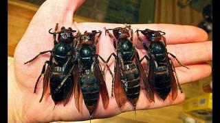 Crazy! Deadly Asian Hornets '4 Times the Size of Wasp' Touch Down In Britain