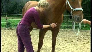 Sehenswert ! Cranio-Sacrale-Therapie eines Pferdes mit Andrea Mais
