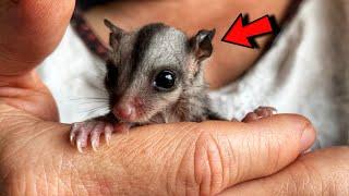 Woman adopted and raised orphan sugar glider! Now he flies all over the house