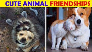 Beste Freunde - Tierfreundschaften - schöne Bilder