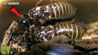 Schwarmintelligenz am Beispiel der Termiten - Starting a Termite Farm 