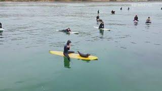 Orphaned seal pup swims from board to board to hang with surfers at Tourmaline Surf Park