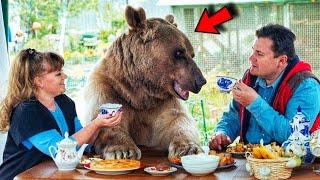 Bear Has Been Living With An Ordinary Family For 20 Years And Behaves Like a Pet